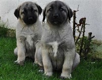 Hünkar Kangal Yavrusu