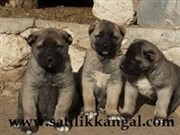 Satılık kangal yavruları