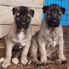 kangal yavru satışları - kangal köpek çiftliği 2020