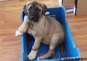 2022 yılı kangal köpek yavru kangal