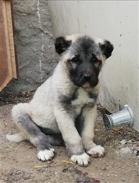  Satılık Kangal Çoban Köpeği Fiyatları